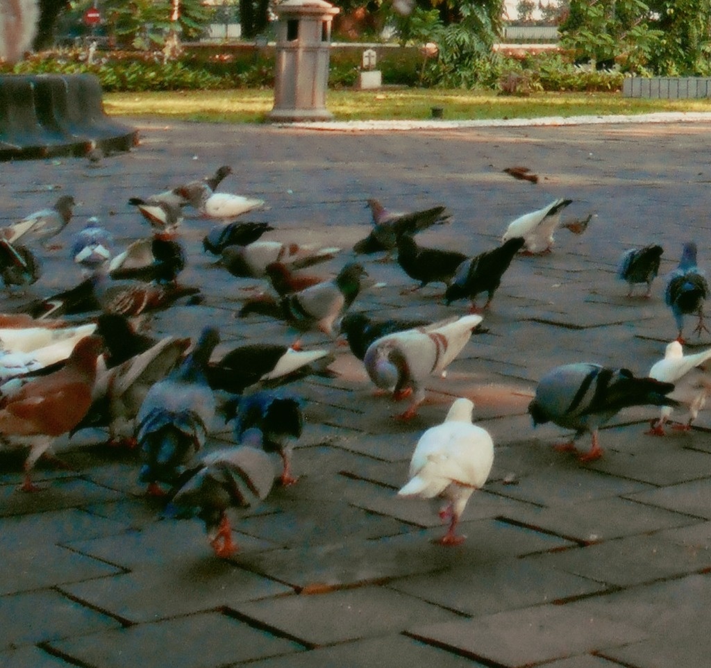 Pigeons